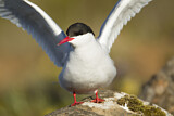 Image. Arctic Tern