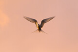 Image. Arctic Tern