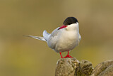 Image. Arctic Tern
