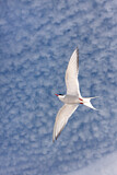 Image. Arctic Tern