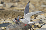 Image. Arctic Tern