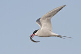 Image. Arctic Tern