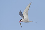 Image. Arctic Tern