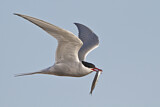 Image. Arctic Tern