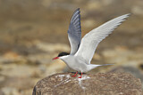 Image. Arctic Tern