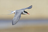 Image. Arctic Tern