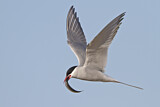 Image. Arctic Tern