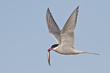 Image. Arctic Tern