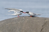 Image. Arctic Tern