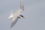 Image. Arctic Tern