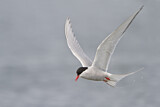 Image. Arctic Tern