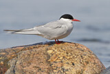 Image. Arctic Tern