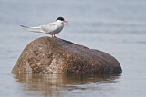 Image. Arctic Tern