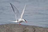 Image. Arctic Tern