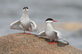 Image. Arctic Tern
