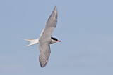 Image. Arctic Tern