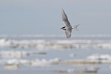 Image. Arctic Tern