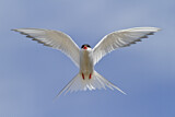 Image. Arctic Tern