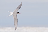 Image. Arctic Tern