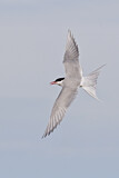 Image. Arctic Tern