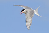 Image. Arctic Tern