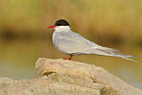 Image. Arctic Tern
