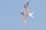 Image. Arctic Tern