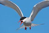 Image. Arctic Tern