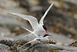 Image. Arctic Tern