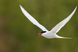 Image. Arctic Tern