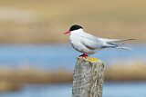 Image. Arctic Tern