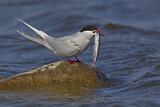 Image. Arctic Tern