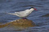 Image. Arctic Tern