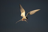 Image. Arctic Tern