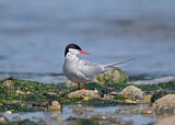 Image. Arctic Tern