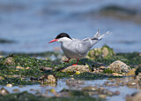 Image. Arctic Tern