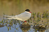 Image. Arctic Tern