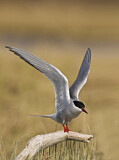 Image. Arctic Tern