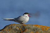 Image. Arctic Tern
