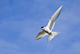 Image. Arctic Tern