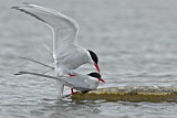 Image. Arctic Tern