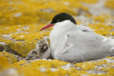 Image. Arctic Tern