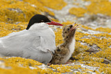 Image. Arctic Tern