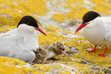 Image. Arctic Tern