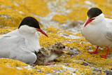 Image. Arctic Tern