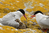 Image. Arctic Tern