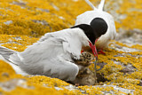 Image. Arctic Tern