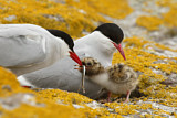 Image. Arctic Tern