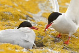 Image. Arctic Tern