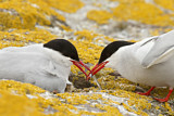 Image. Arctic Tern